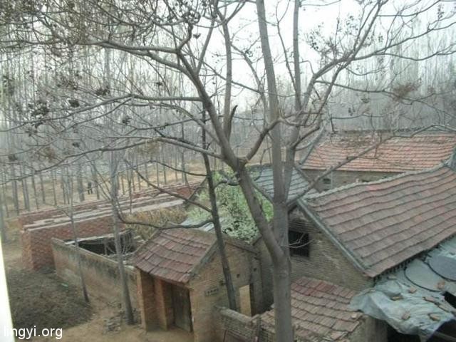 杨树