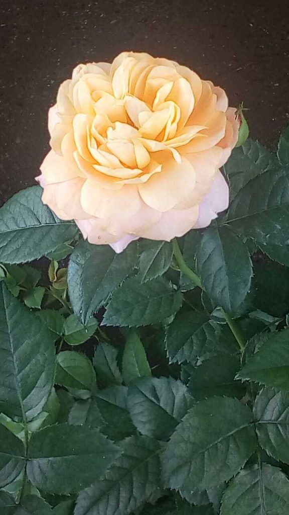大家看看这朵灵花，你看到了什么呢？