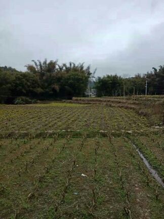 乱石压祖坟，后人尝苦果（远程看阴宅案例）