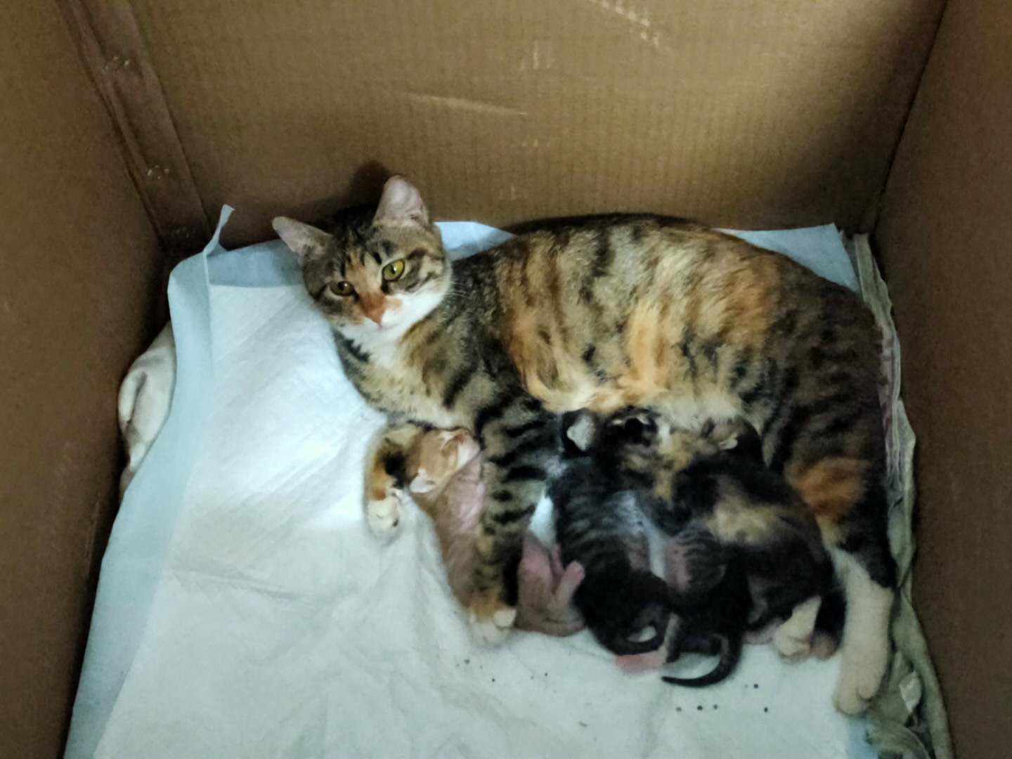 流浪猫大花
