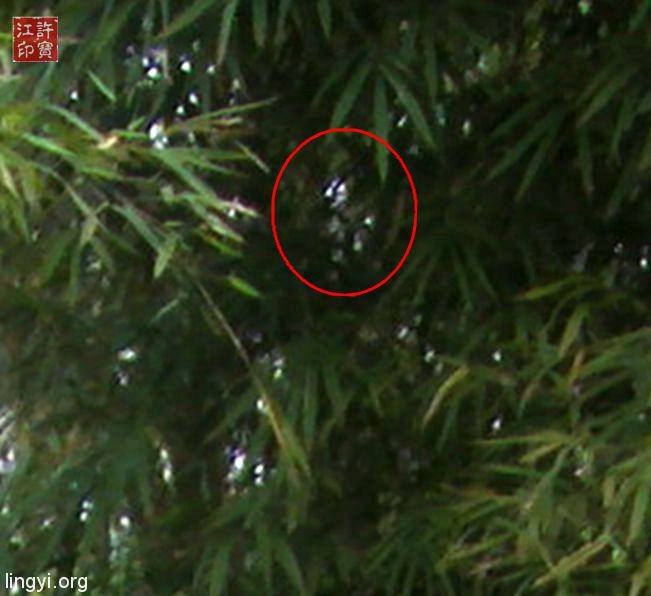 有谁能看清楚这个竹林怪物吗？