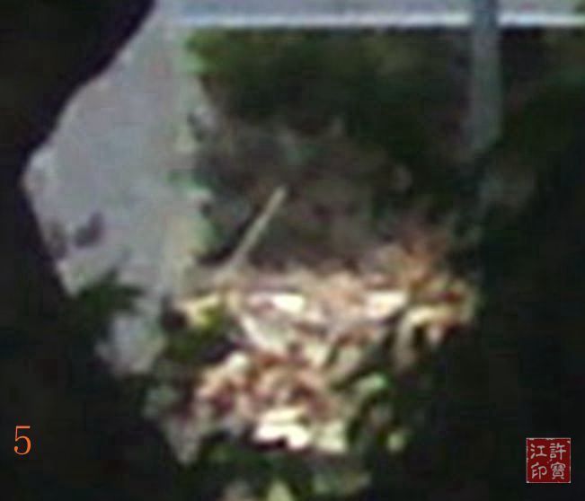 树头吃货局部放大图