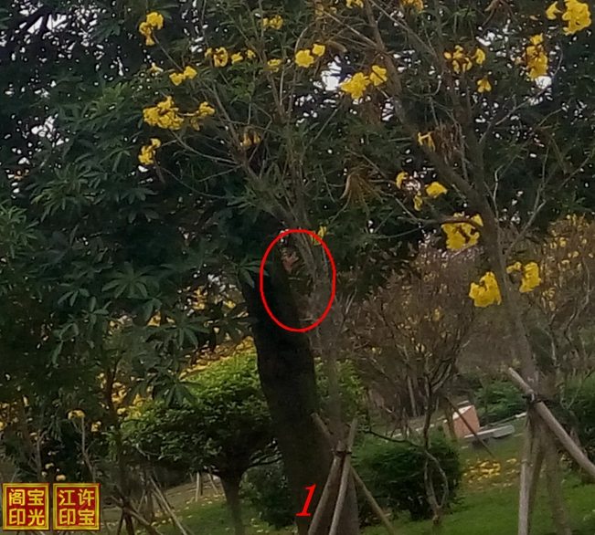 曙光农场自然生态园灵异拍摄之四：花树善灵