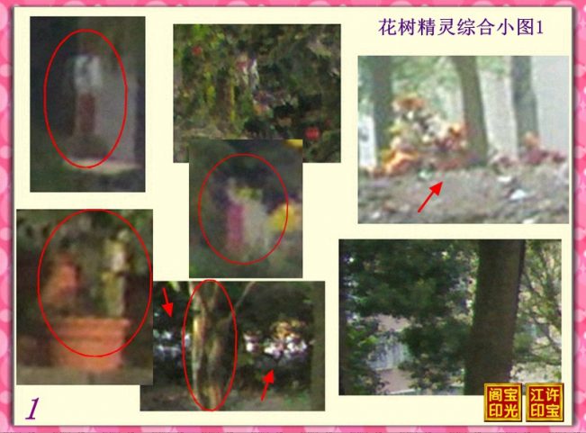曙光农场自然生态园灵异拍摄之二：百态花树精灵