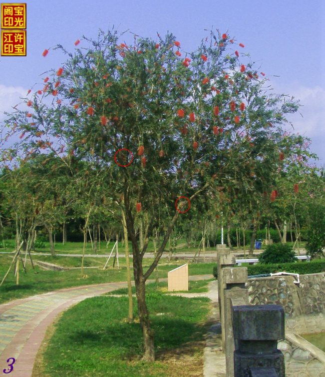 一棵花树，就是一个快乐天堂