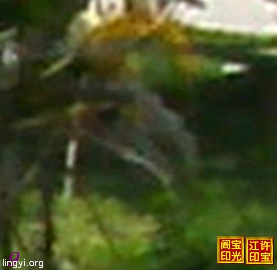 七彩灵蛇放大图