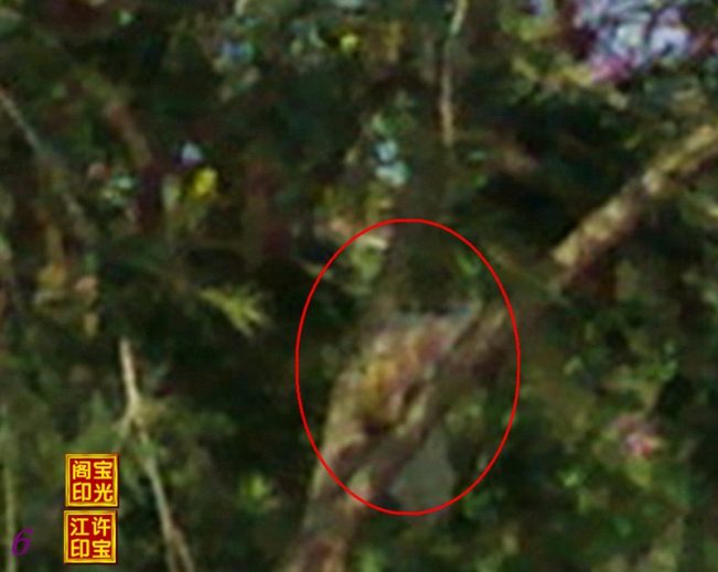 “一棵花树，就是一个快乐天堂”局部放大图三
