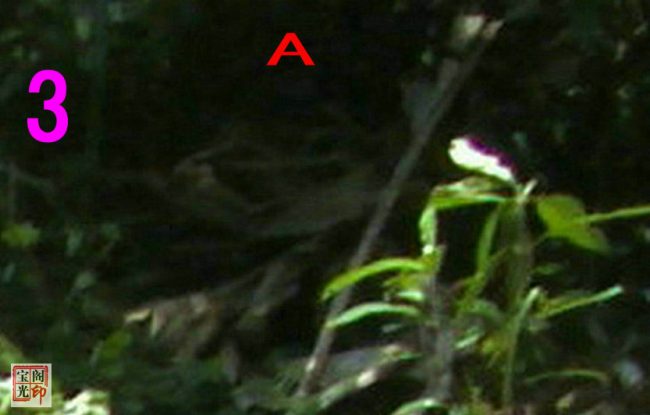 A圈:带爪子灵蛇?