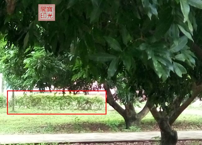 是灵族们的临时“合照”还是灵师大手笔的“浮雕”作品？