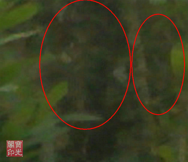 花树精灵爱春天