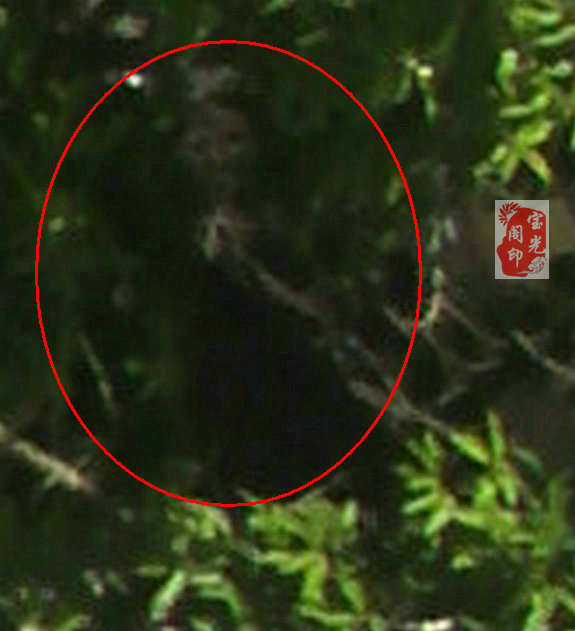 一位“树公公”