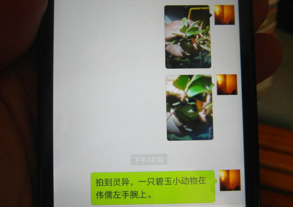 碧玉小动物(微信记录)