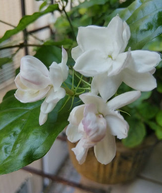 “茉莉花神正归来”茉莉花照片